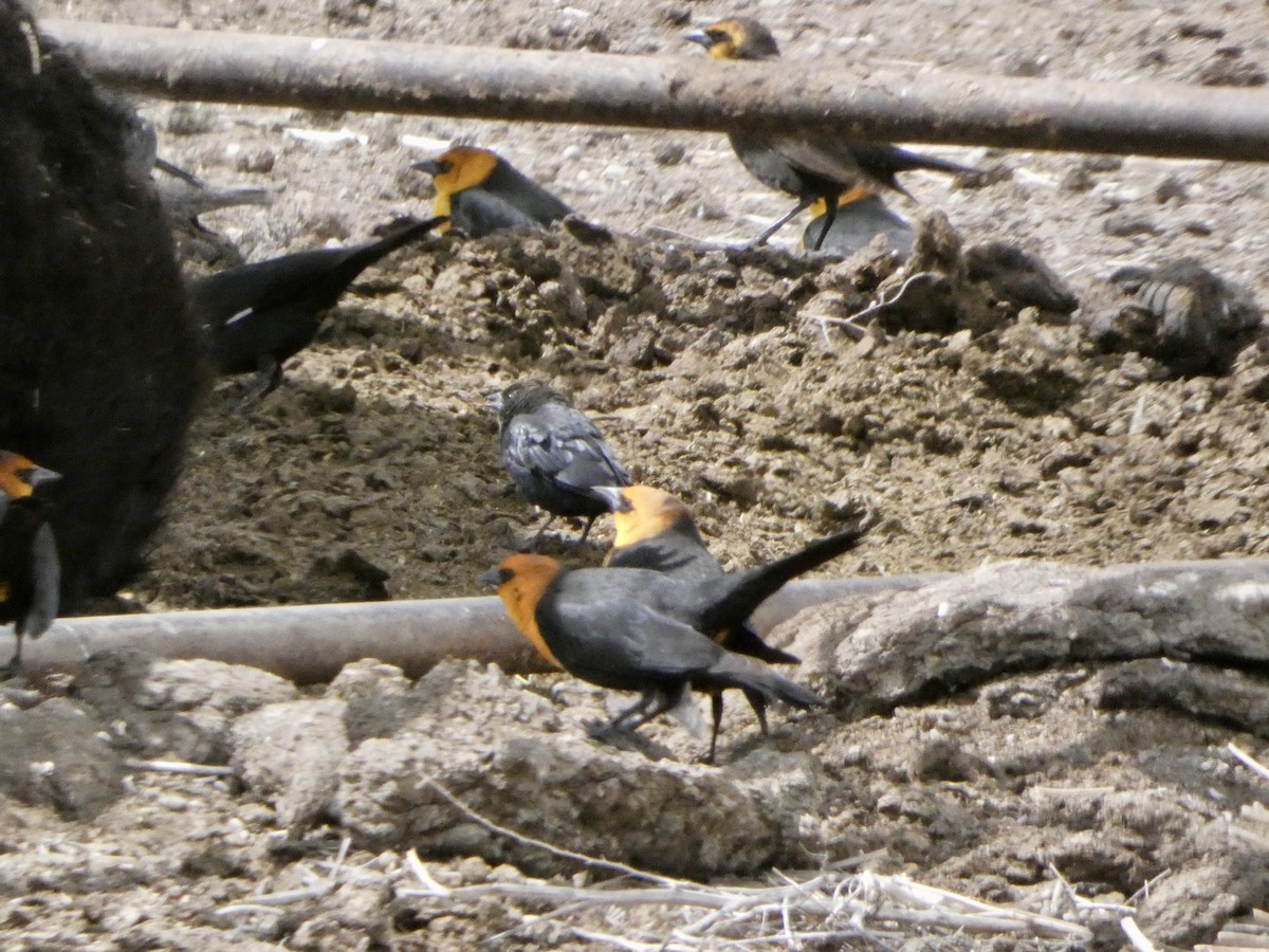 Yellow-headed Blackbird - ML633041209