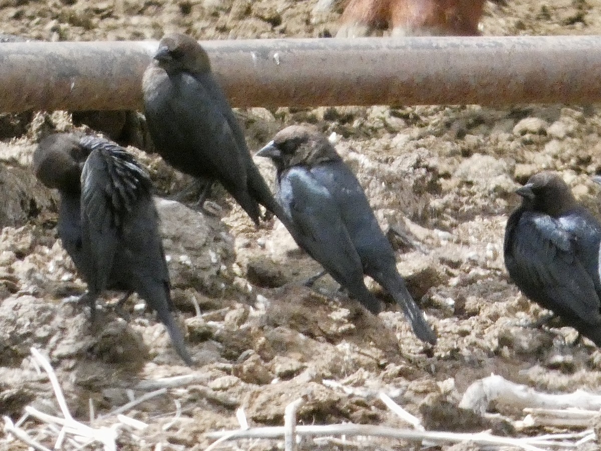 Brown-headed Cowbird - ML633041214
