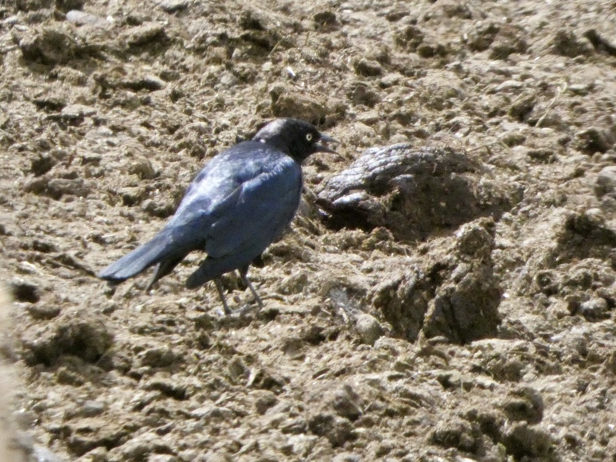 Brewer's Blackbird - ML633041227