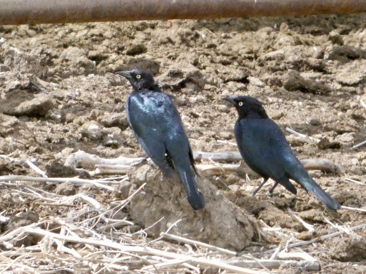 Brewer's Blackbird - ML633041229