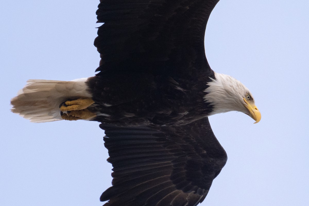 Bald Eagle - ML633041709