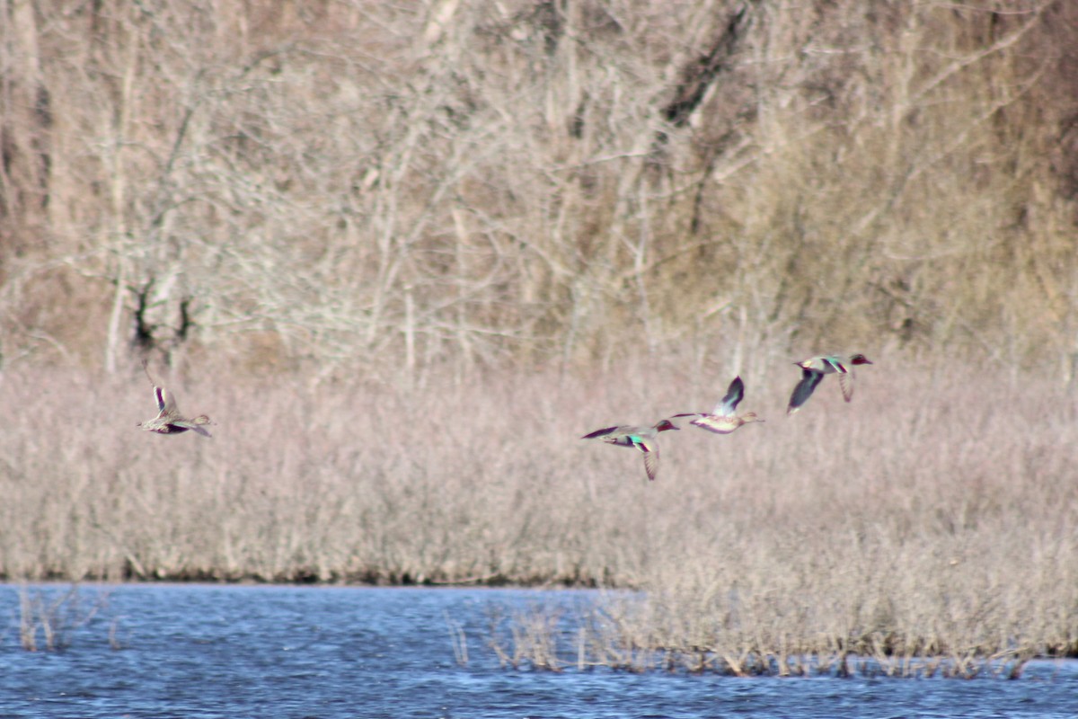 Green-winged Teal - ML633042037