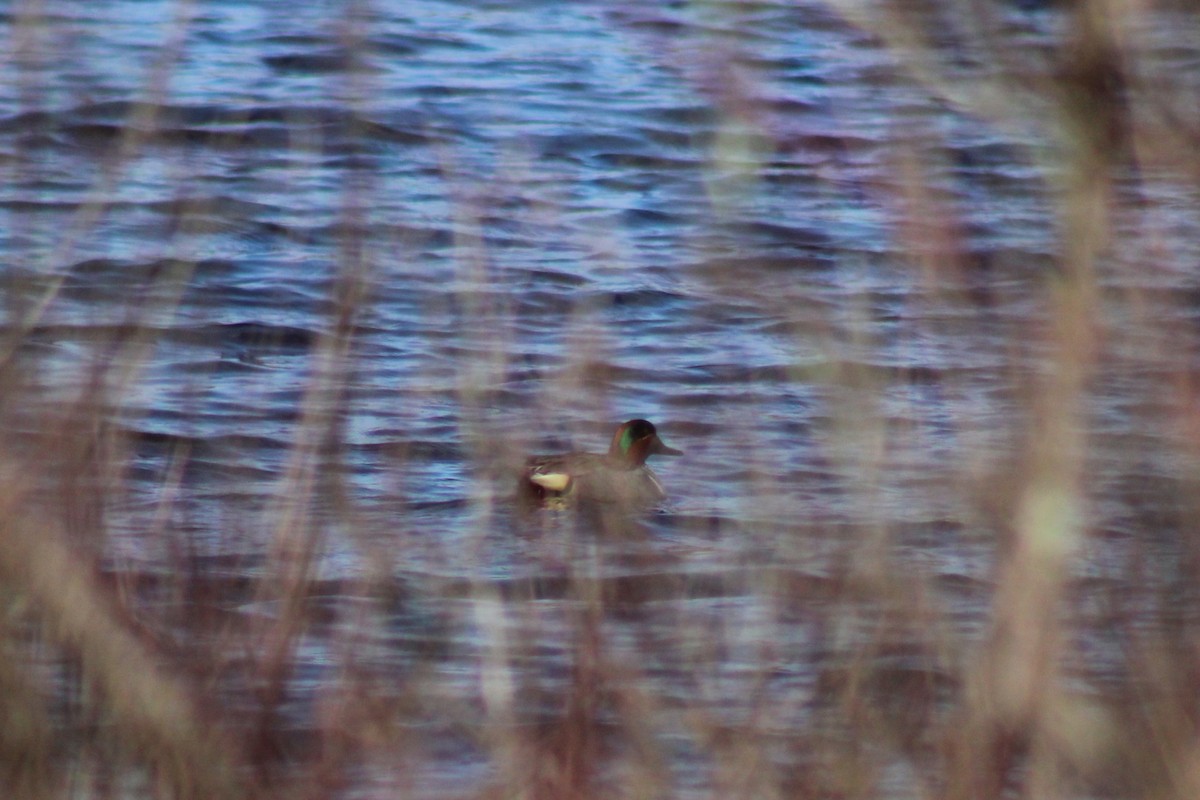 Green-winged Teal - ML633042038
