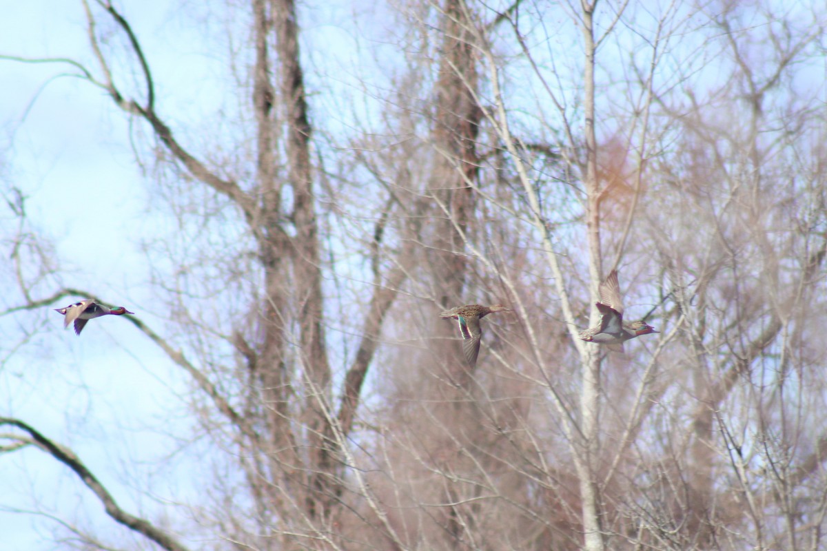 Green-winged Teal - ML633042039