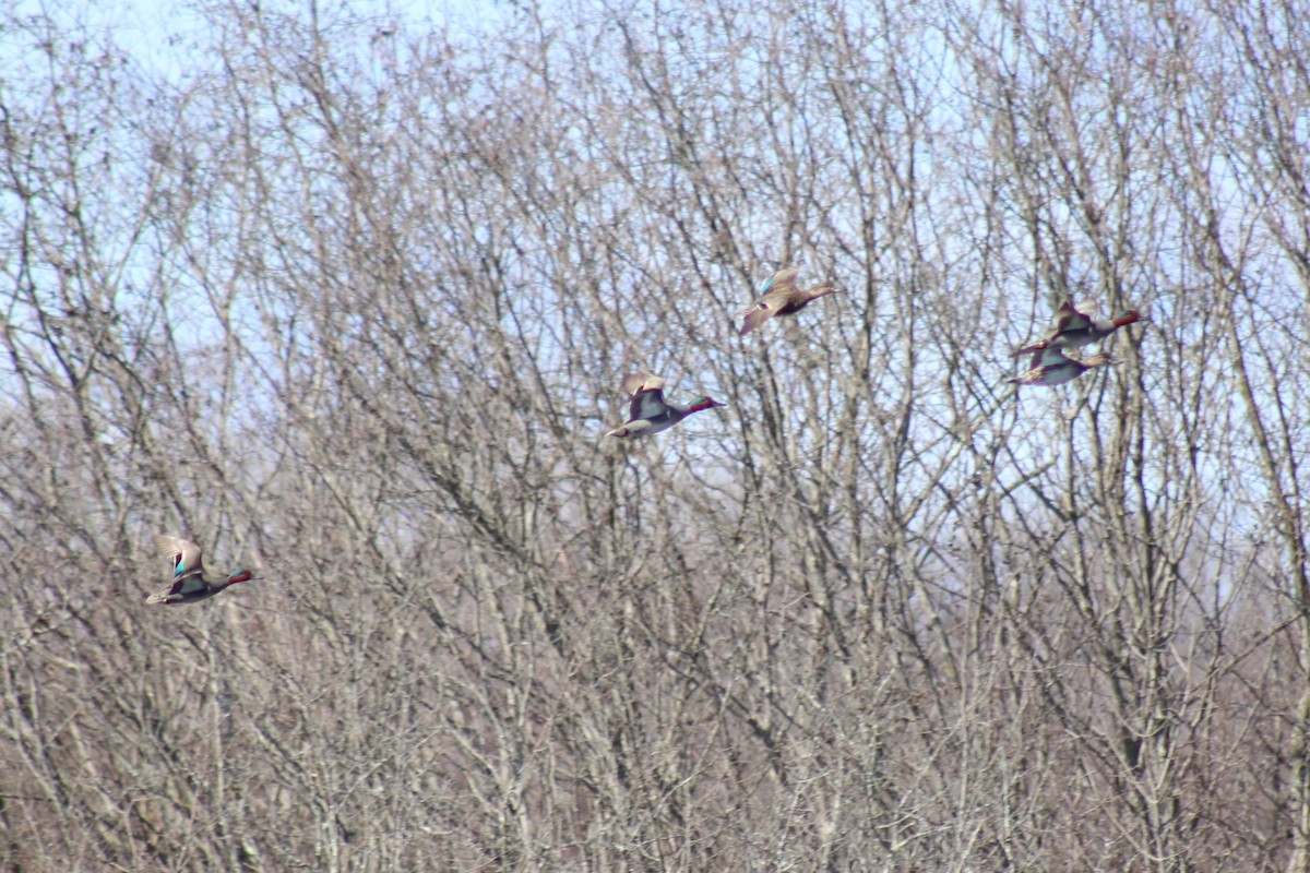 Green-winged Teal - ML633042040