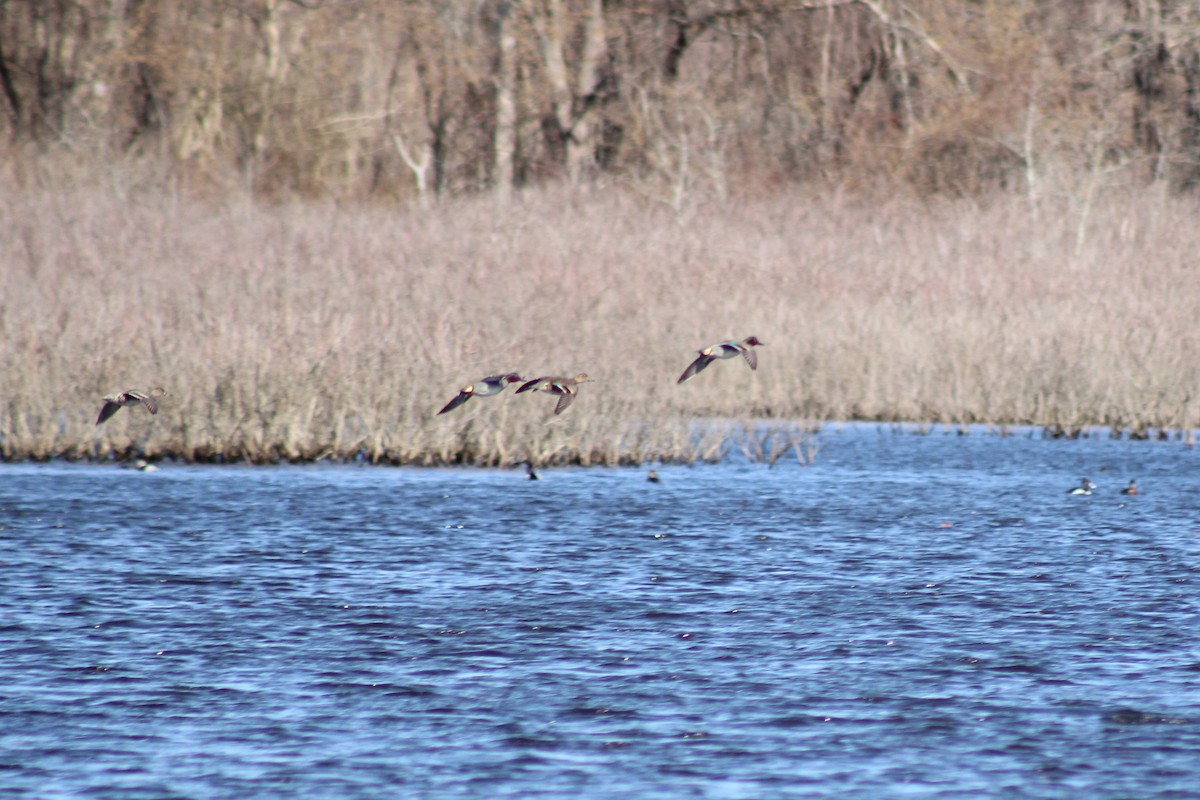 Green-winged Teal - ML633042041