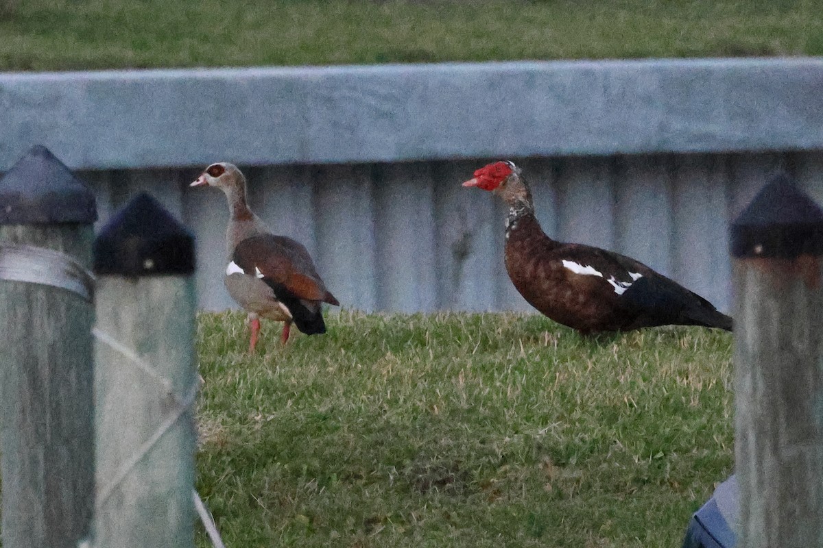 Egyptian Goose - ML633042109