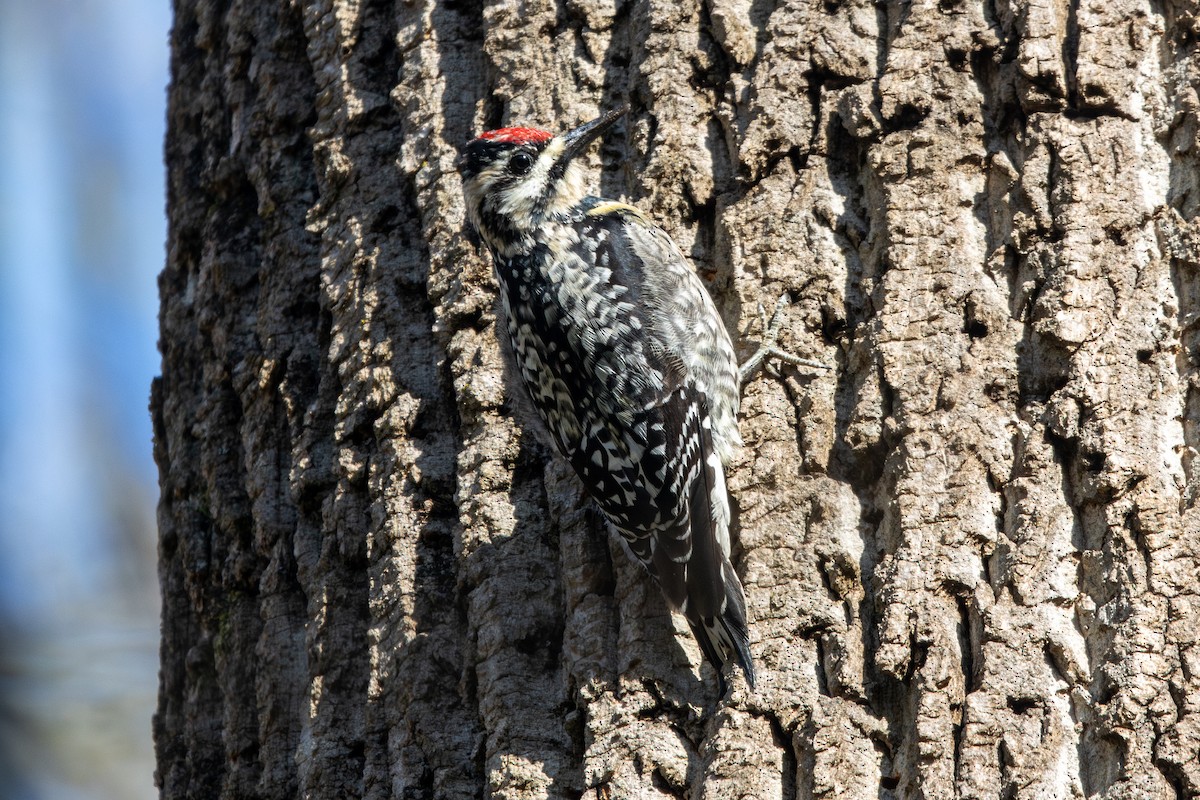 Yellow-bellied Sapsucker - ML633042338