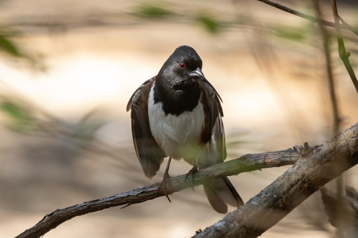 Eastern Towhee - ML633042340