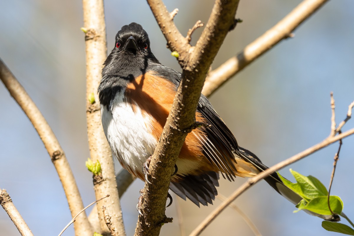 Eastern Towhee - ML633042344