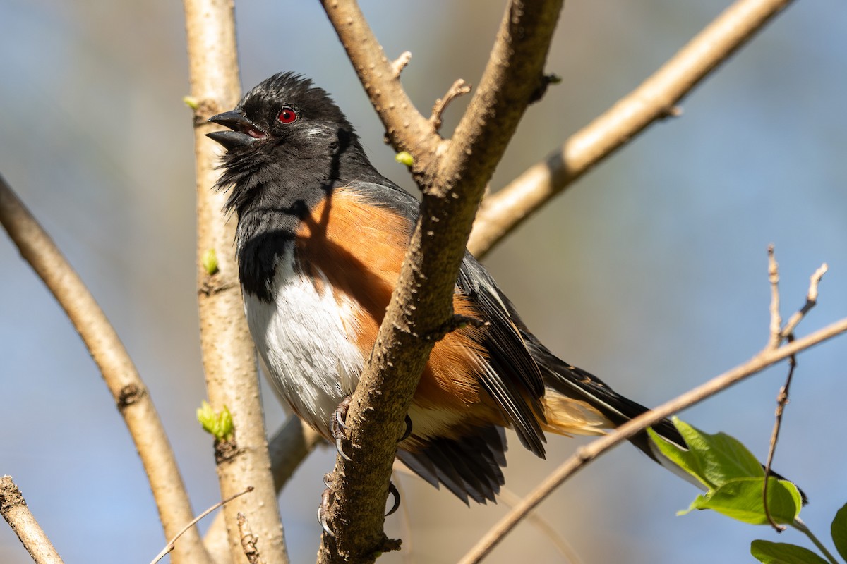 Eastern Towhee - ML633042347