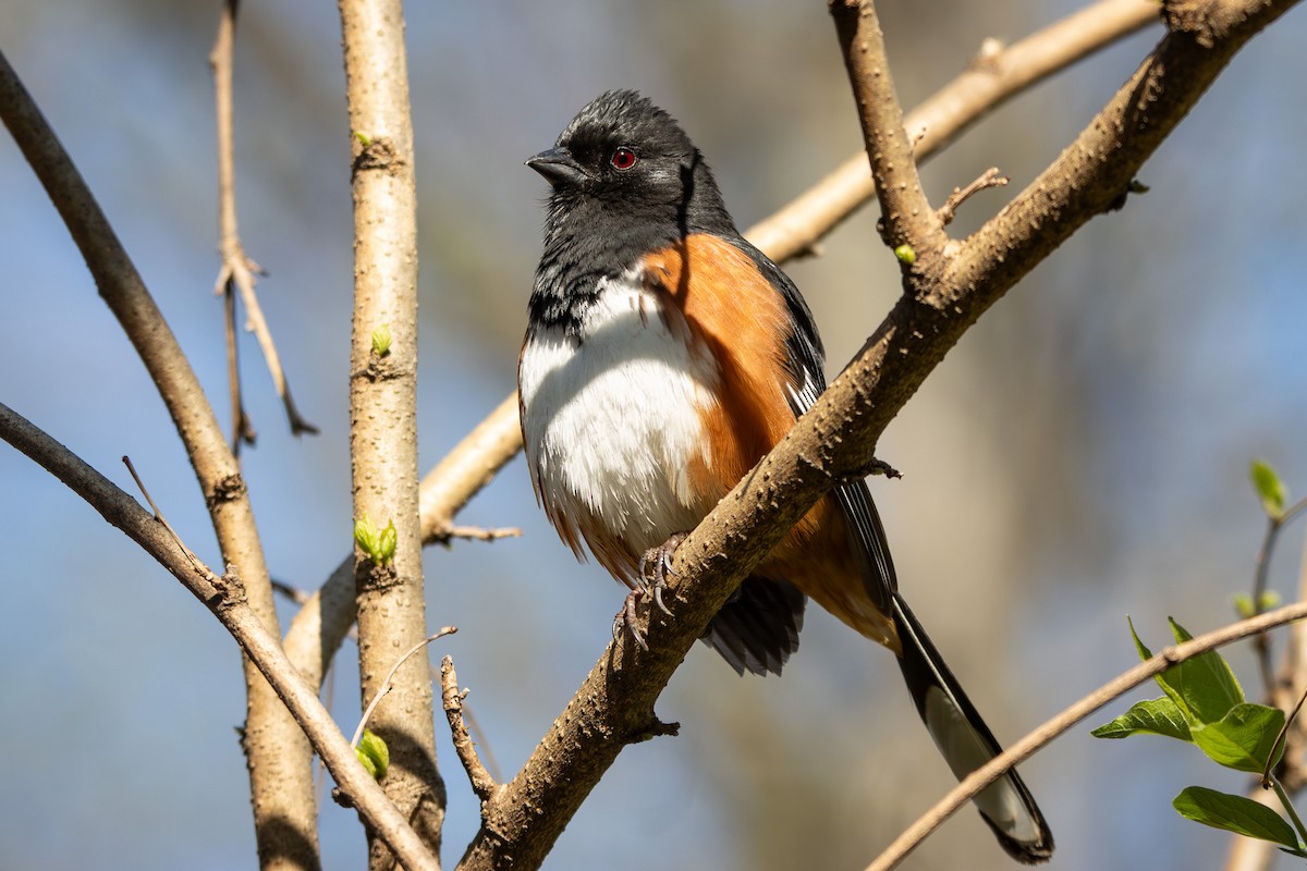 Eastern Towhee - ML633042348