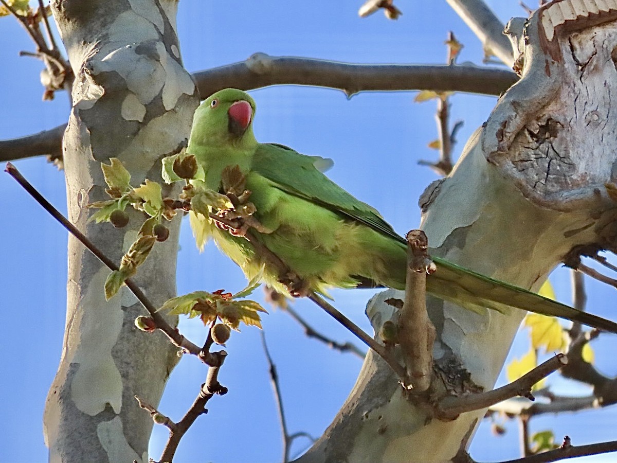 Rose-ringed Parakeet - ML633042419