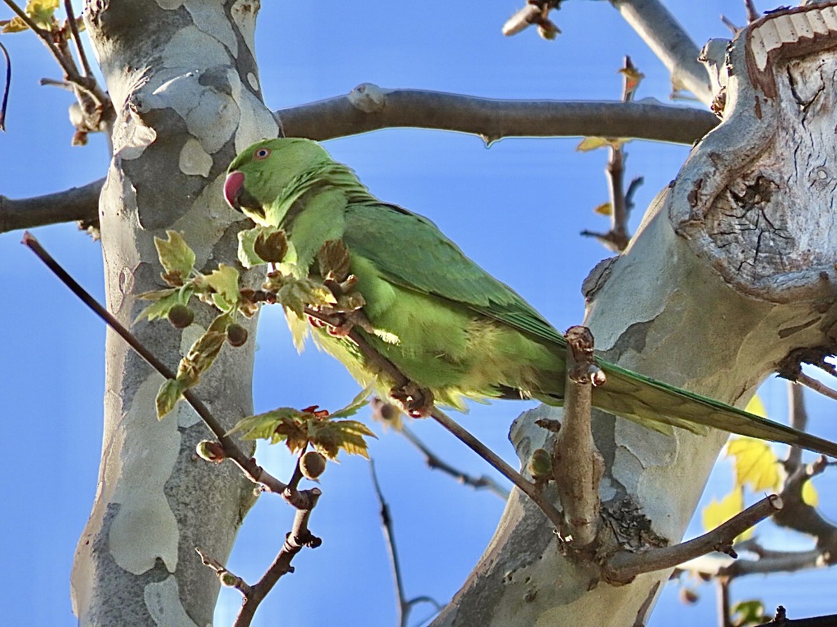 Rose-ringed Parakeet - ML633042420