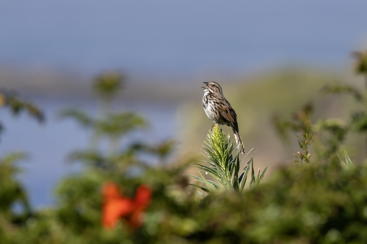 Song Sparrow - ML633042426