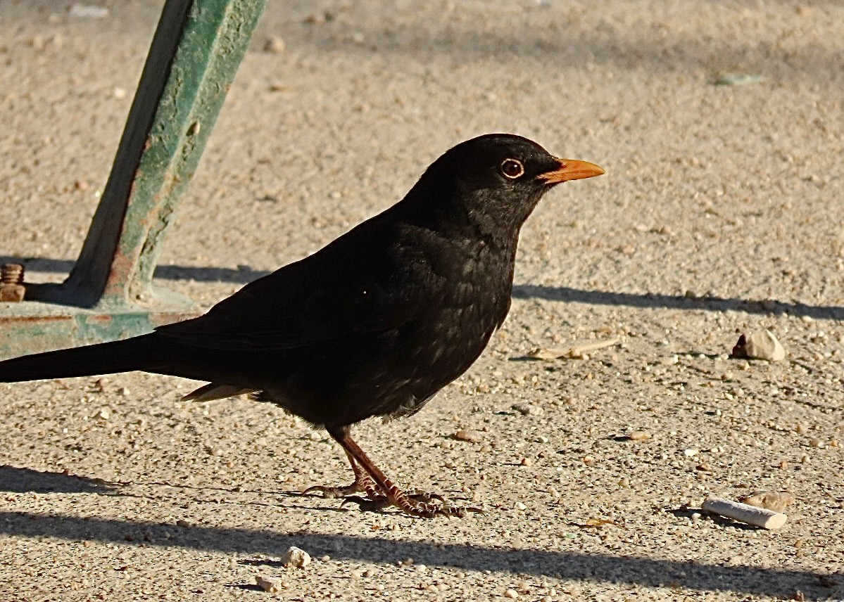 Хар хөөндэй - ML633042459