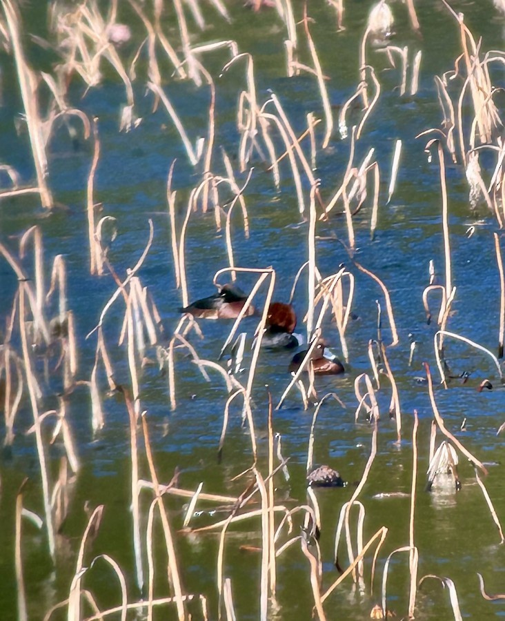 白眼潛鴨x青頭潛鴨(雜交) - ML633042563