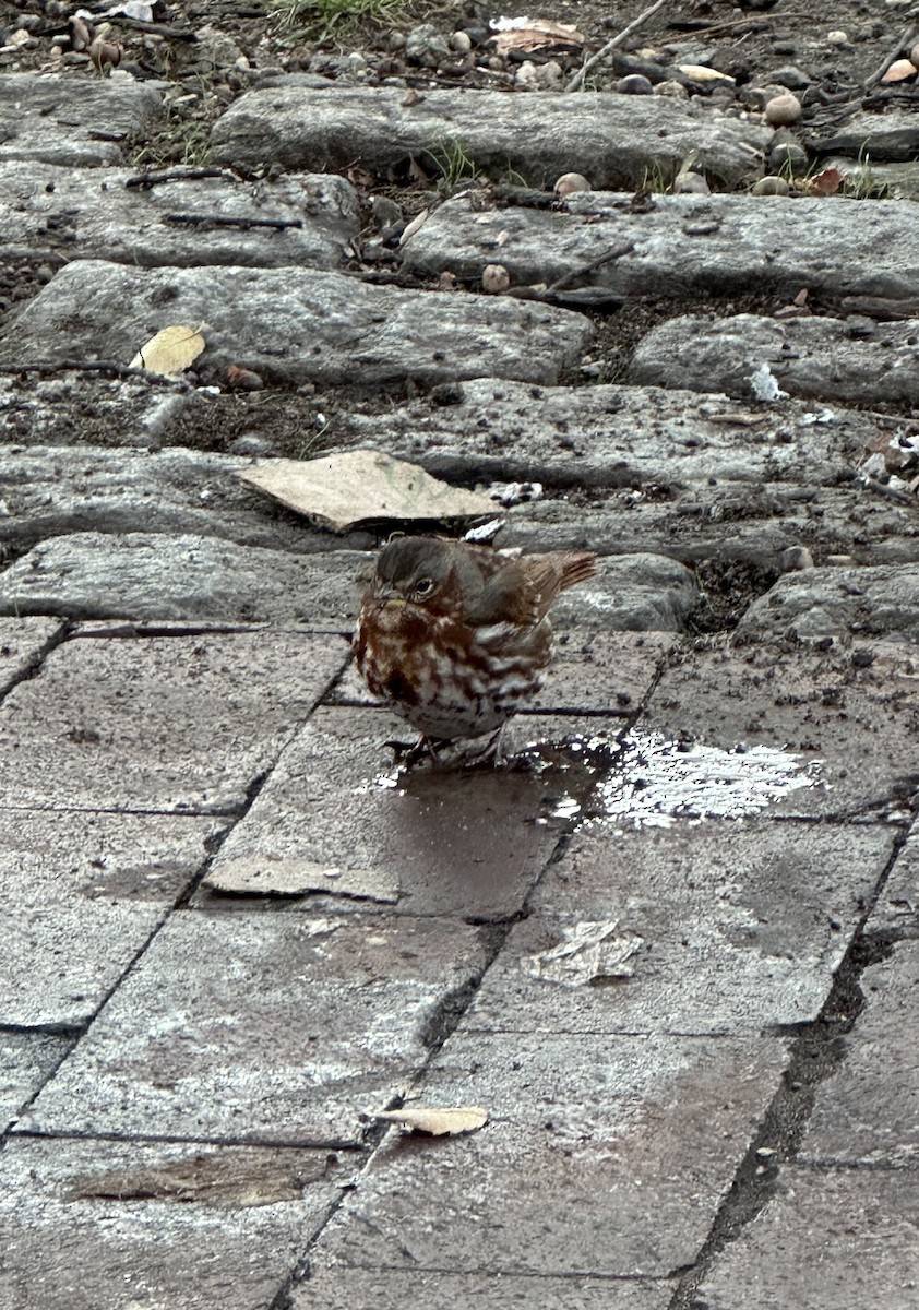 Fox Sparrow (Red) - ML633042652