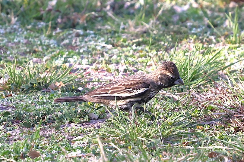 Lark Bunting - ML633042737