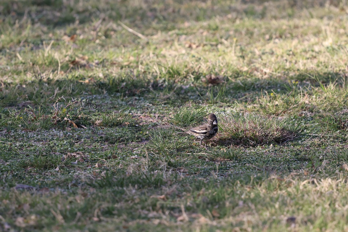 Lark Bunting - ML633042755