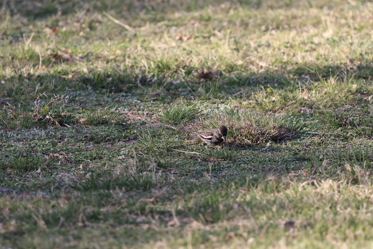Lark Bunting - ML633042768