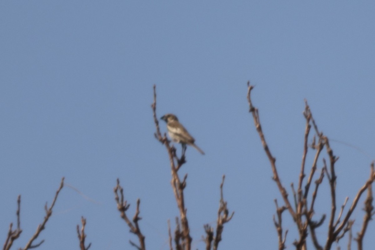 Lark Bunting - ML633042874