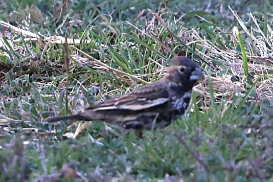 Lark Bunting - ML633042900