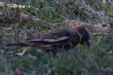 Lark Bunting - ML633042905