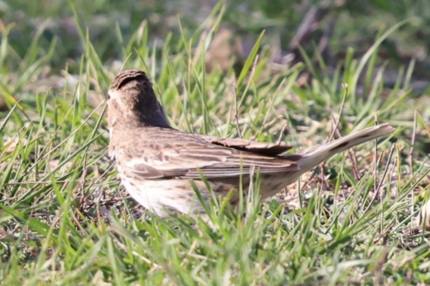 Lark Bunting - ML633042915