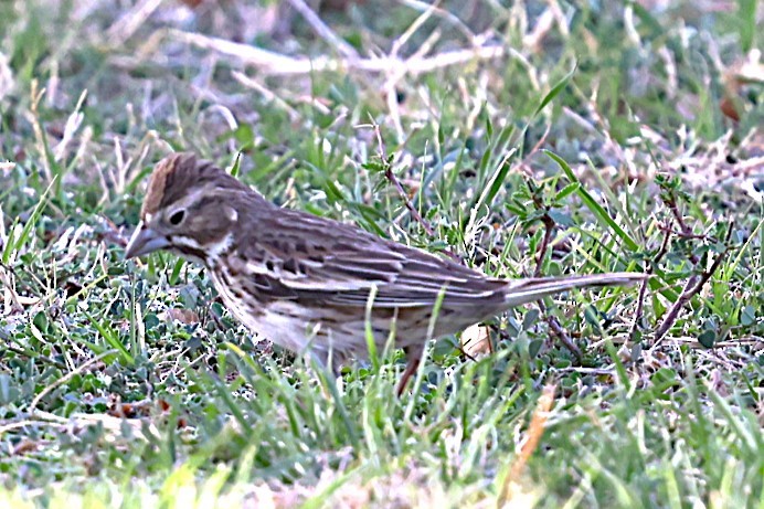 Lark Bunting - ML633042937
