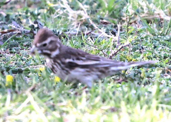 Lark Bunting - ML633042948