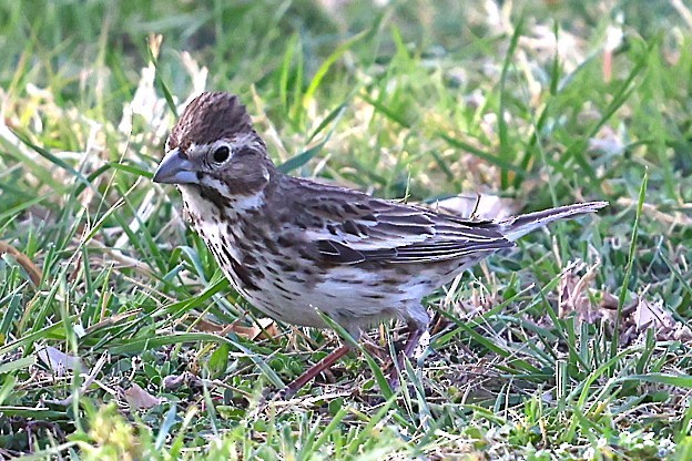 Lark Bunting - ML633042953