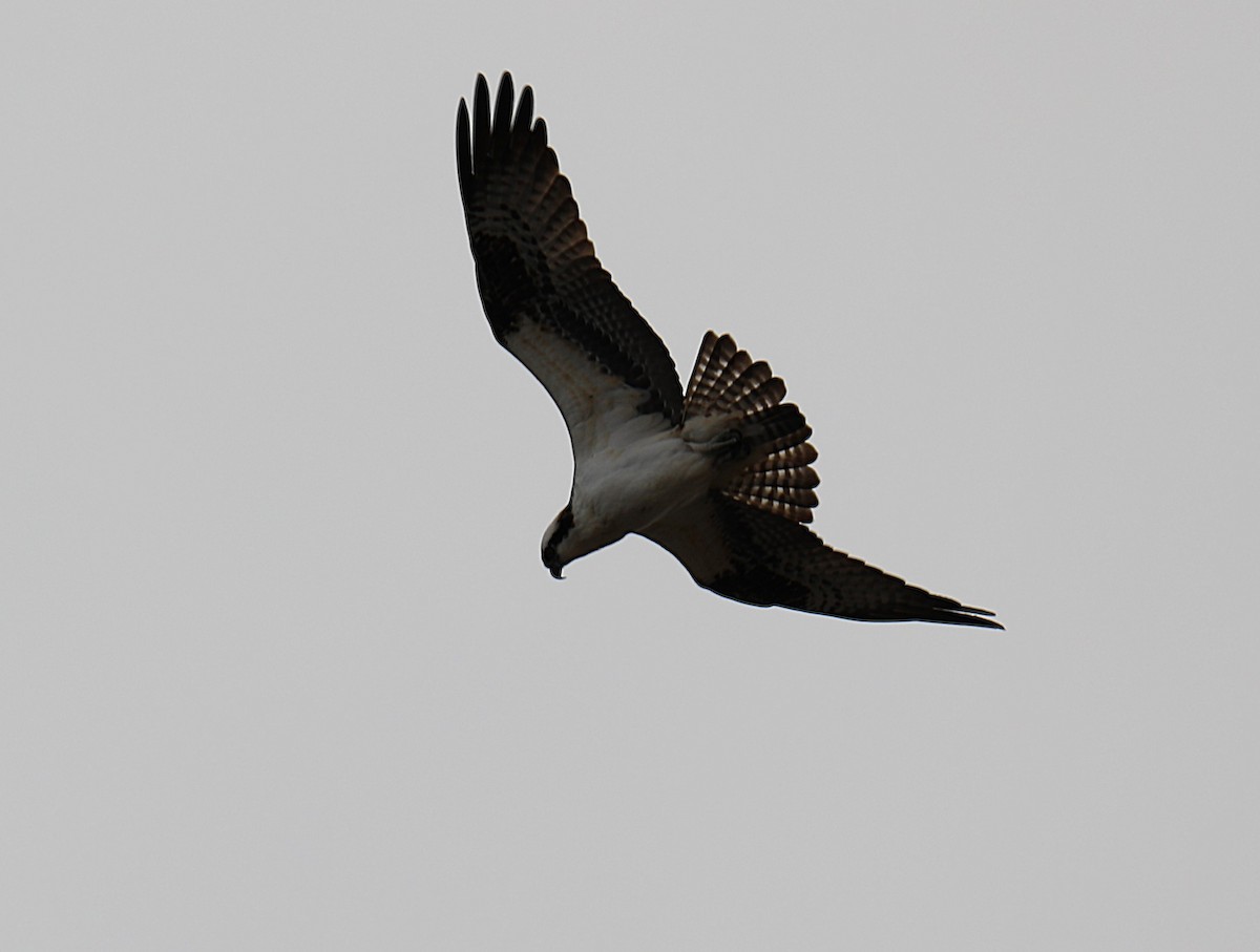 Águila Pescadora - ML633043000