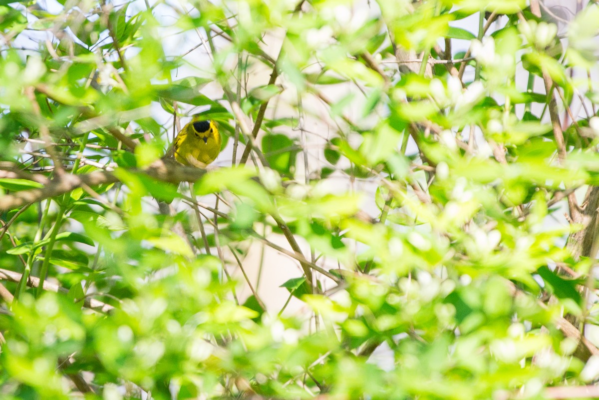 Wilson's Warbler - ML633043001