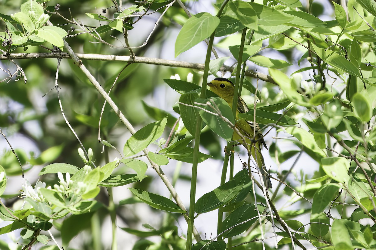 Wilson's Warbler - ML633043002
