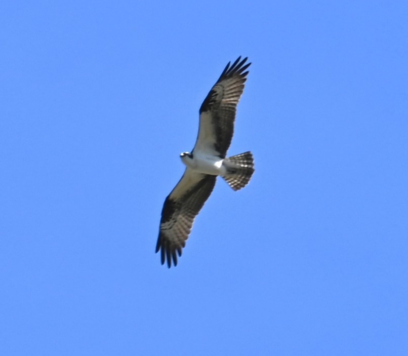 Osprey - ML633043169