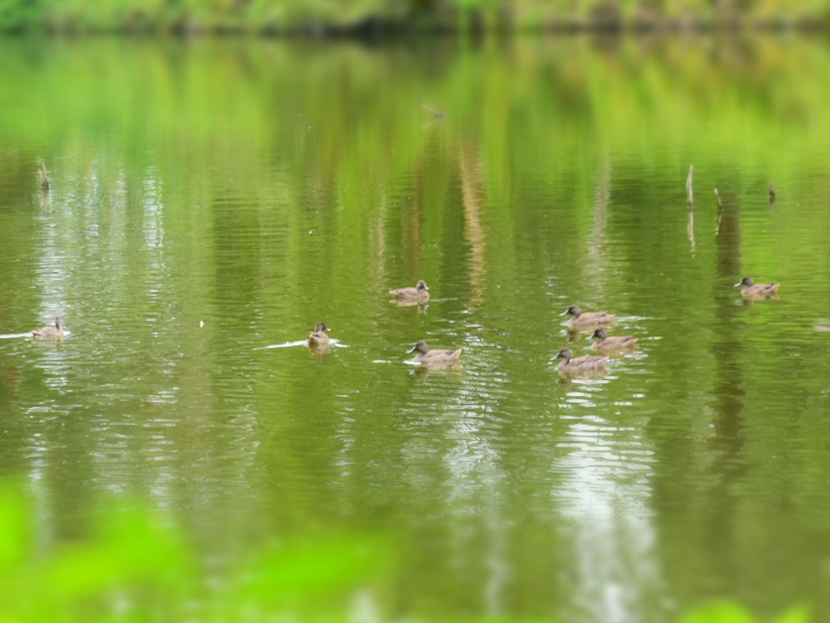 Ahate nakanduna - ML633043245