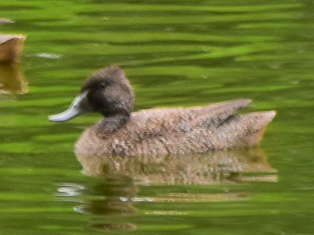 Ahate nakanduna - ML633043246