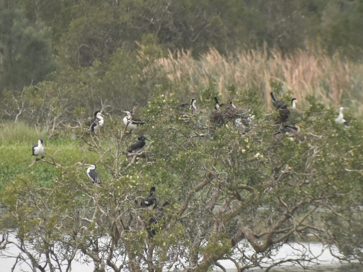 Pied Cormorant - ML633043334