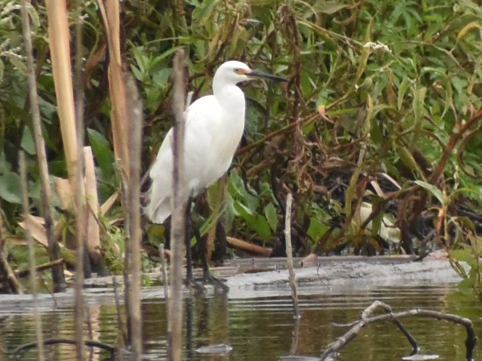 Koartzatxo txikia - ML633043387