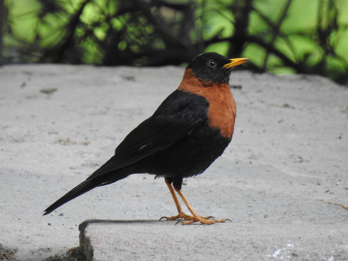 Rufous-collared Robin - ML633043587