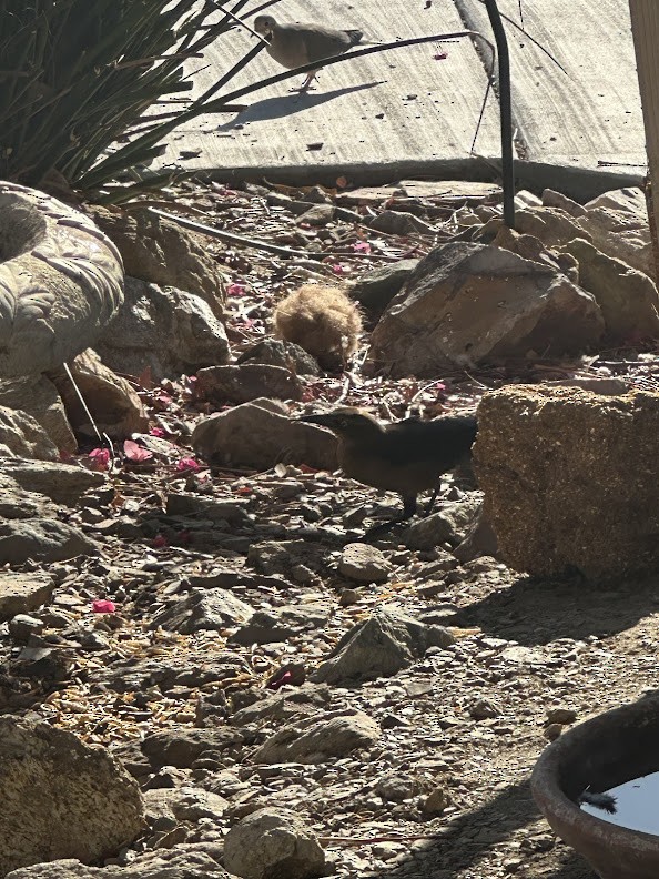 Great-tailed Grackle - ML633043590