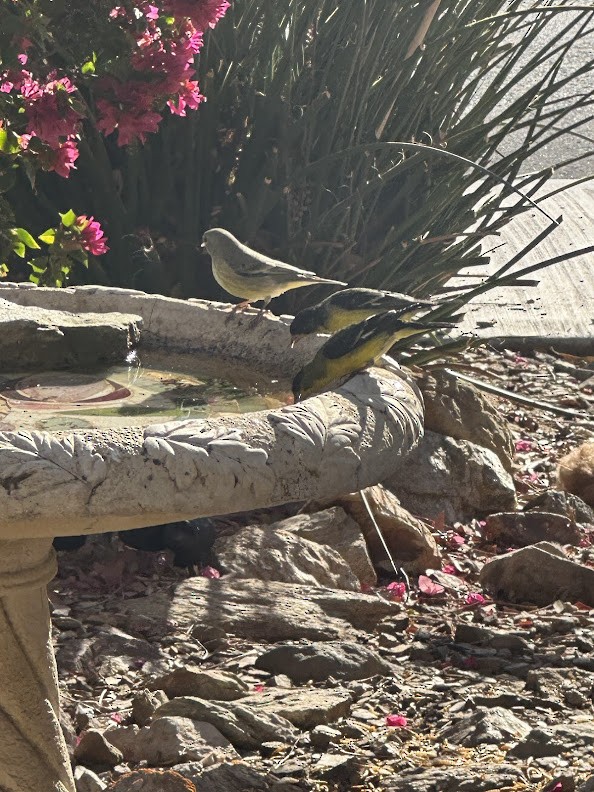 Lesser Goldfinch - ML633043592