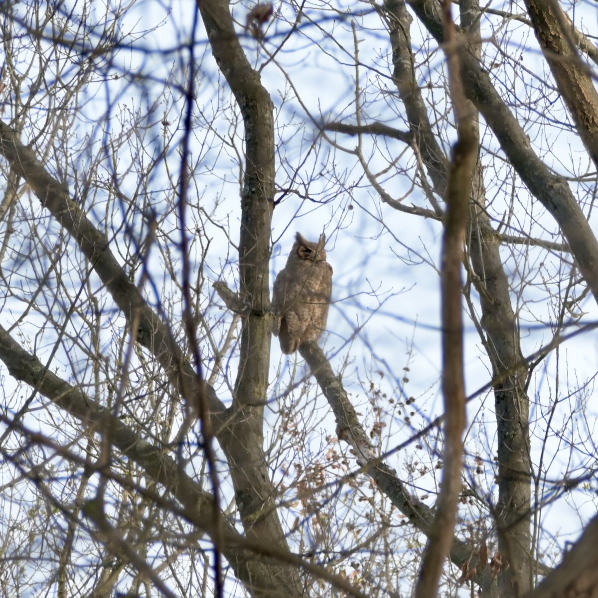 Great Horned Owl - ML633043728