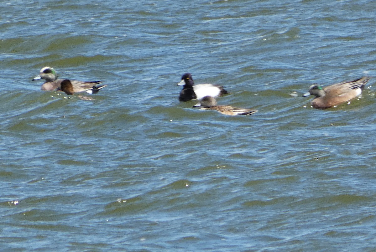 Lesser Scaup - ML633043770