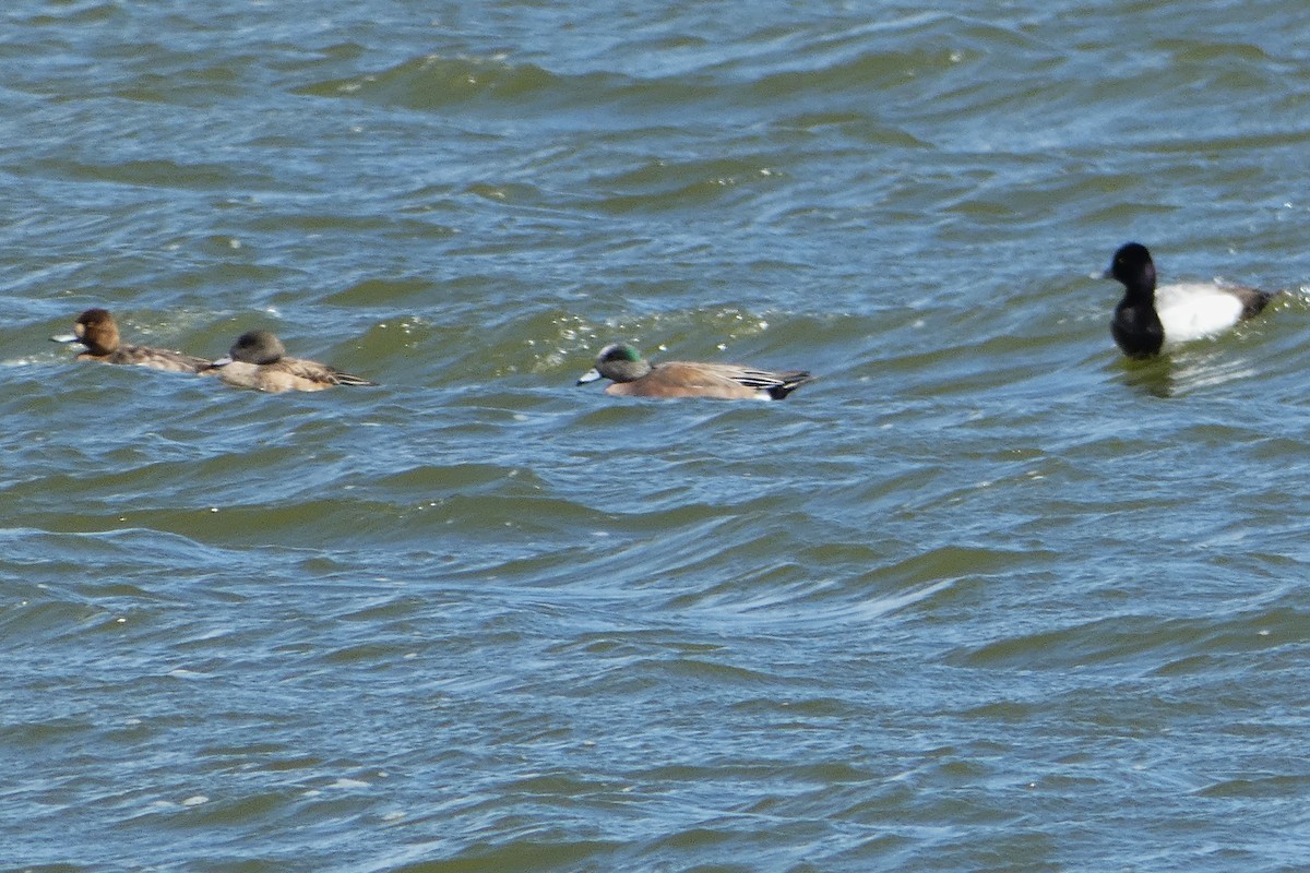 Lesser Scaup - ML633043771