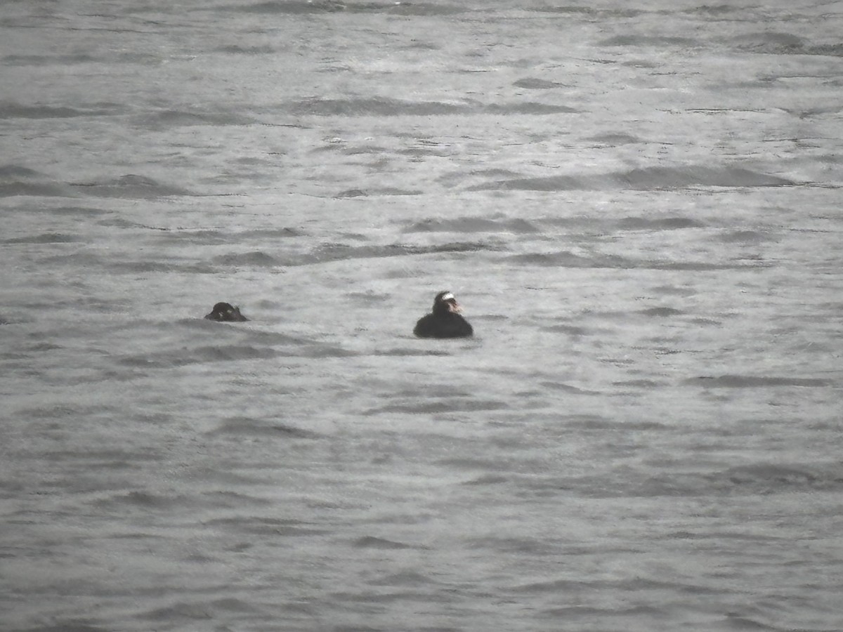 Surf Scoter - ML633043934