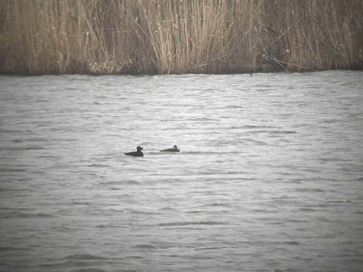 Surf Scoter - ML633043935