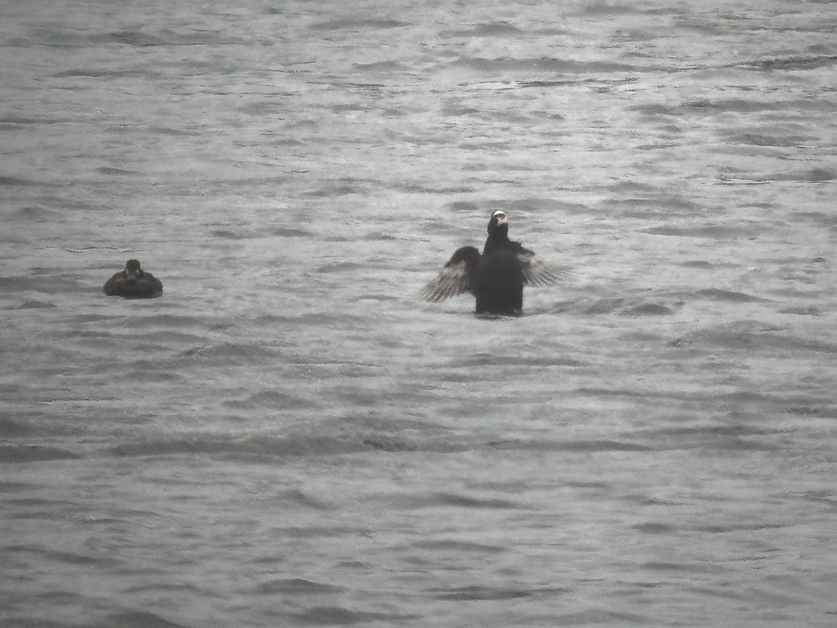 Surf Scoter - ML633043936