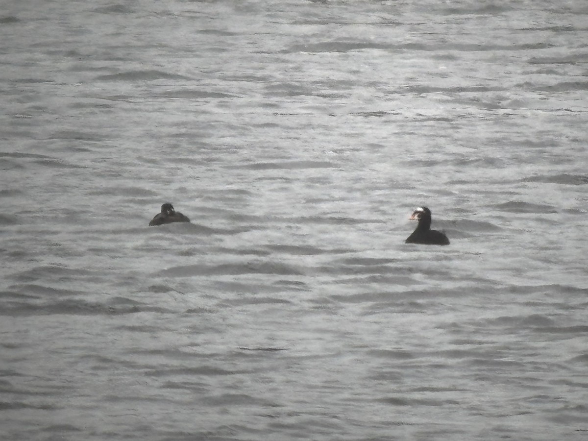 Surf Scoter - ML633043937